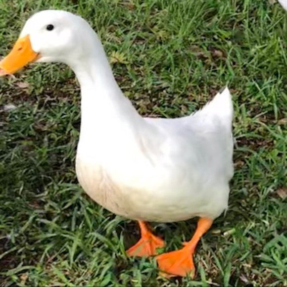 ducklady731